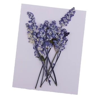10pcs Naravnih Pritisnete Posušeno Cvetje Sage Cvetje Za Scrapbooking Umetnostne Obrti DIY Poroka Kartic Primeru Telefon Doma Decors Vijolična